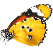 https://groomer.com.au/wp-content/uploads/2019/08/butterfly.png